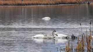 More Swans