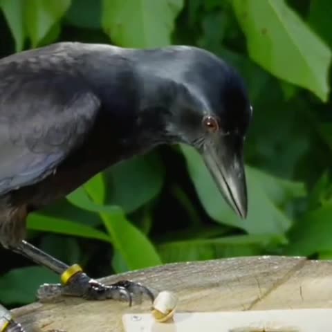talented crow