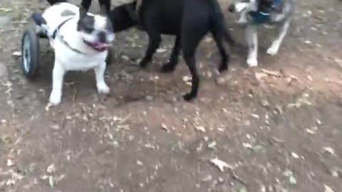 Bulldog en silla de ruedas experimenta su primer caminata por un parque para perros
