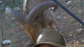 Aoudad in the United States