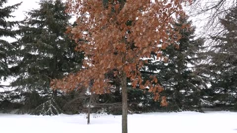 Time lapse snow fall drone aerial