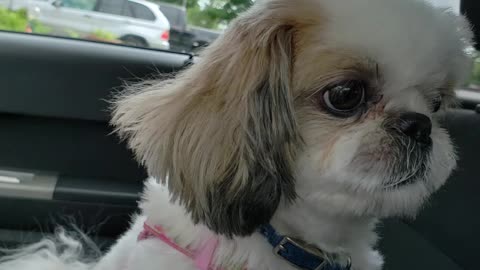 Rosie The Shihtzu Is Too Cool For School