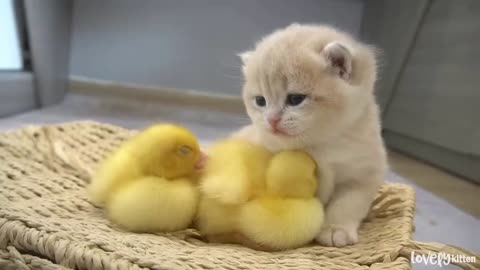 Kitten and duck play together