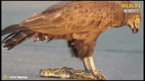 Grey Eagle prey snake and eating.