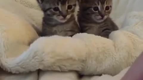 Cute Kittens Scare From Finger Movement