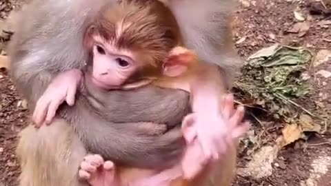 cute baby monkey🙉🙉