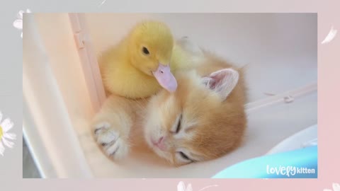 The kitten was assaulted by the baby duck