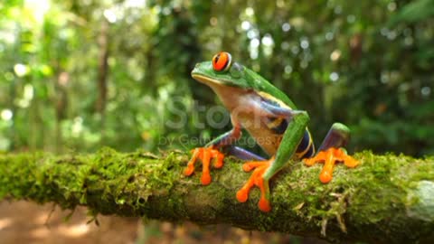 Red-eyed tree frog in its natural habitat in the Caribbean rainforest❤️🥰