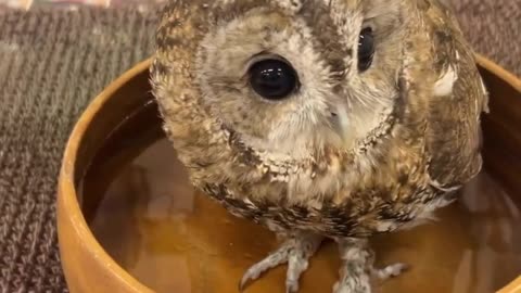 cute & funny owl 🦉 #cuteanimals #funnyanimals