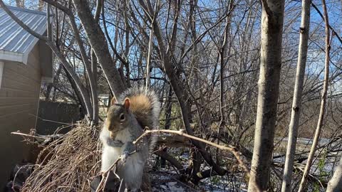 Squirrel visits camera