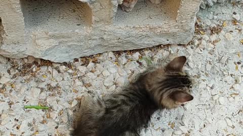 Two Kittens Playing