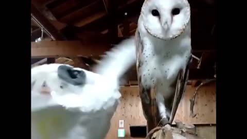 Cockatoo vs Owl/Funny animals