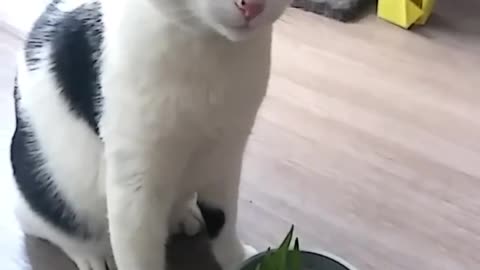 Catnip Causes Colossal Sneezes