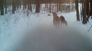 Snow Deer