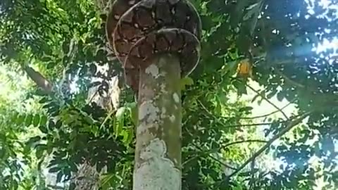 The way Python climbs a tree