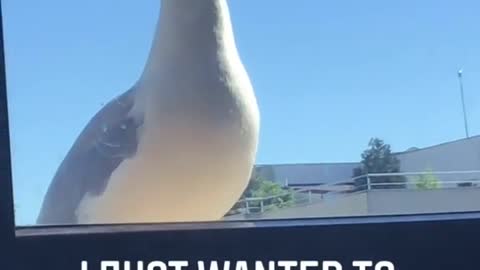 Seagull Can't Catch a Break