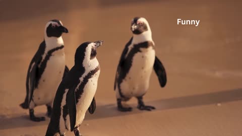 Beautiful funny Penguine