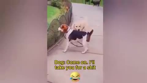 Funny dog fails.Hilrieos movment of dogs caught