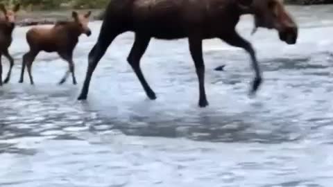 Deer cross the river area with her child deer