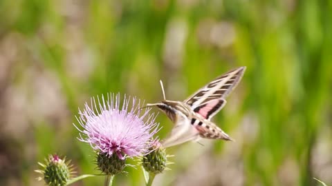 Butterfly nectar- feeding moth beak