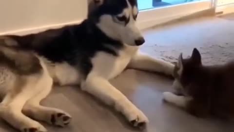 Cute Husky Transformation 😂