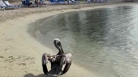 Pelican in Aruba preparing to fly