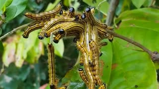 Caterpillars in NC