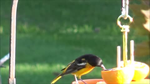 Baltimore Oriole Pair - 05-2021