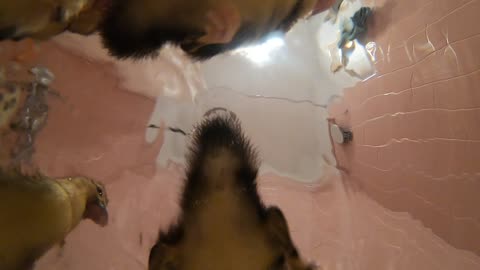 Underwater Footage of Duckling Butts