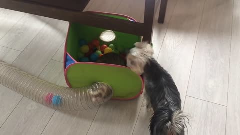 Playful Yorkie wants to join ferret in his new tunnel #Shorts