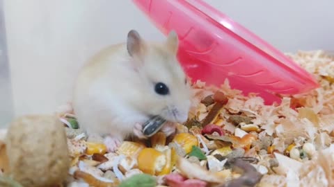 Hamster Exploring Big Snack