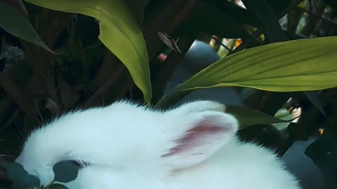 Cute Rabits funny Video