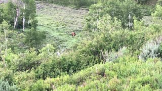 Summer Elk scouting trip highlights - June 2020