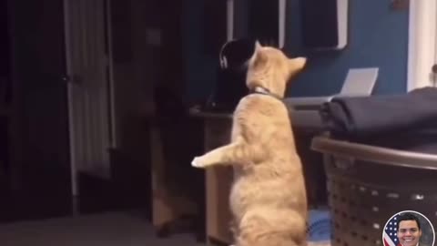 Cat sees the ghost of his deceased dog friend