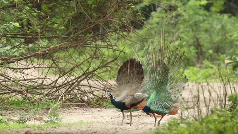 Peacock Dance Display - Peacocks Opening Feathers HD & Bird Sound New Videos