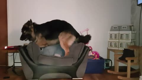 Huge German Shepherd, thinks he can still be a lap dog.