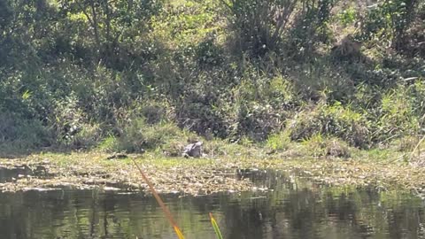Florida alligator devouring its prey