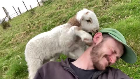Wilbert The Lamb Needs Attention