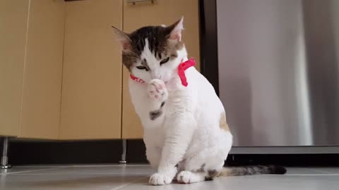 Sleepy kitty cat simply doesn’t want to let go of human’s hand