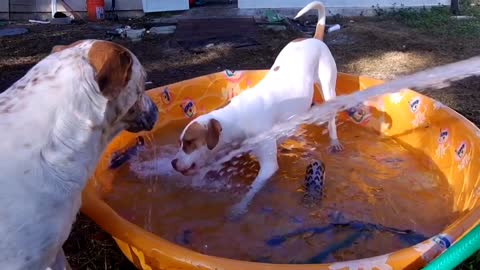 Abby, Boo, and water fun!