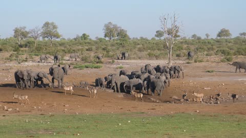 Herd of African Bush elephants and roan antelope standing at a dry waterhole