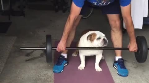 Bulldog Lifts Weights With Owner