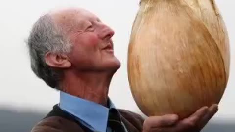 Wow that's Amazing World's Biggest Onion | #amazing #top10 #telent #trending
