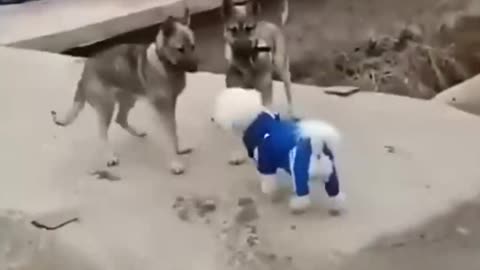Two dogs want to meet new friends