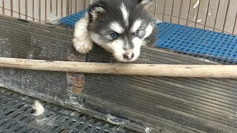 Little cute Husky tries to cross the fence