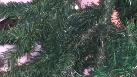 Cat destroyin Xmas tree