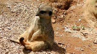 Drowsy Meerkat Dozes Off