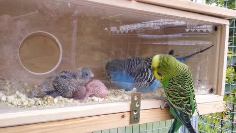 parrots and his newely born babies