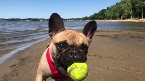 Frenchie Playing Fetch