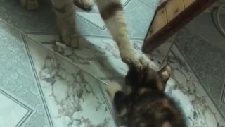 Cat Keeps The Kitten Calm